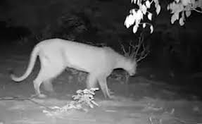 Registro histórico: onça-parda vista em Alagoas depois de 25 anos