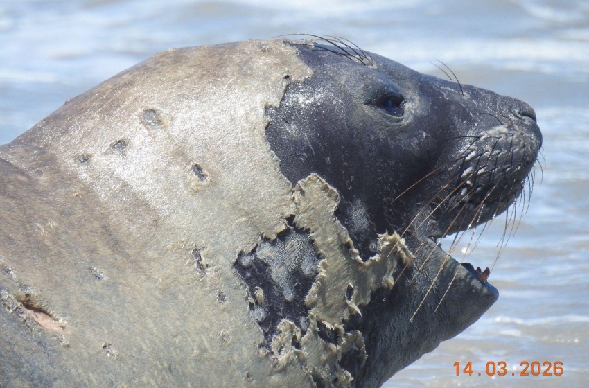 Alurb alerta para distância de elefante-marinho em Maceió