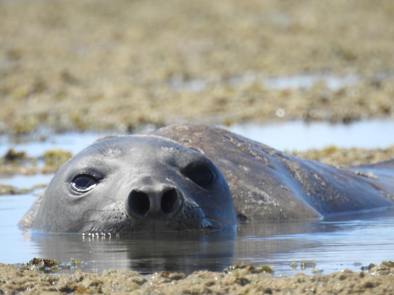 Exame de necropsia confirma que Leôncio foi morto por humanos em AL