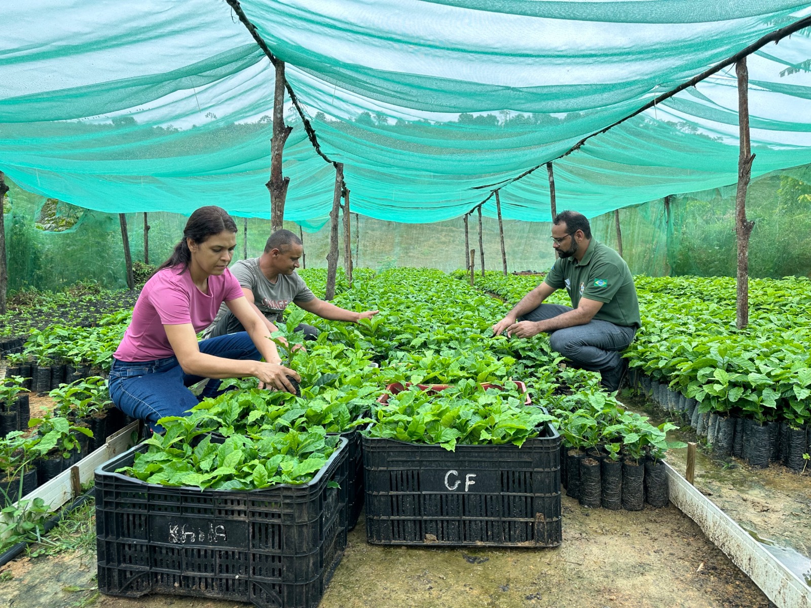 Alagoas terá primeira safra de café e impulsiona produção no interior