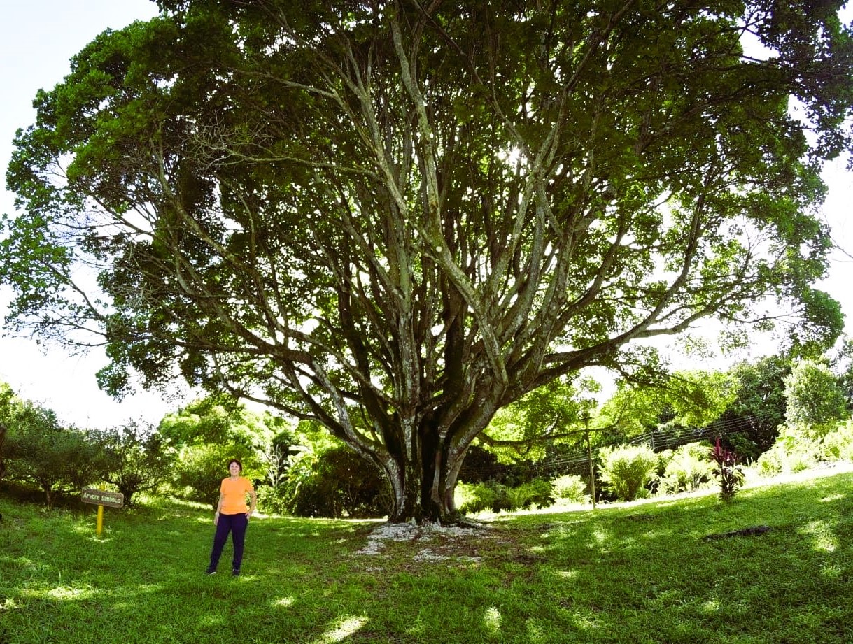 Circuito promove imersão artística em meio à natureza em Maceió