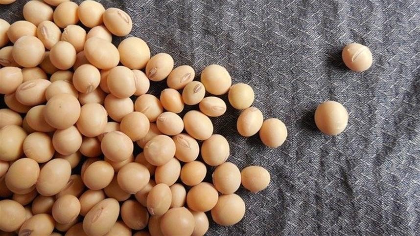 Etanol de soja em escala industrial reforça protagonismo do Brasil em biocombustíveis