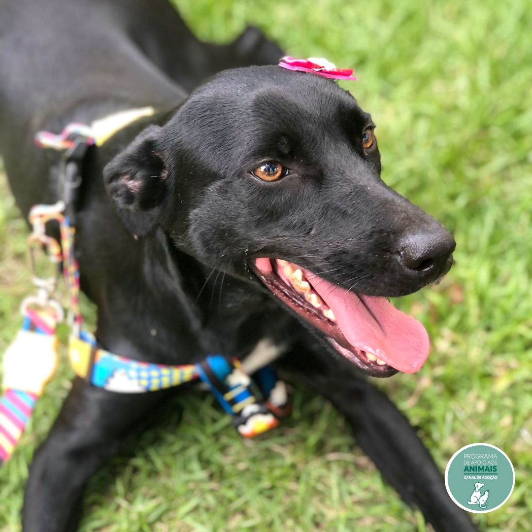 Focinho Responsável promove evento Viva Pet – Integrando Vidas