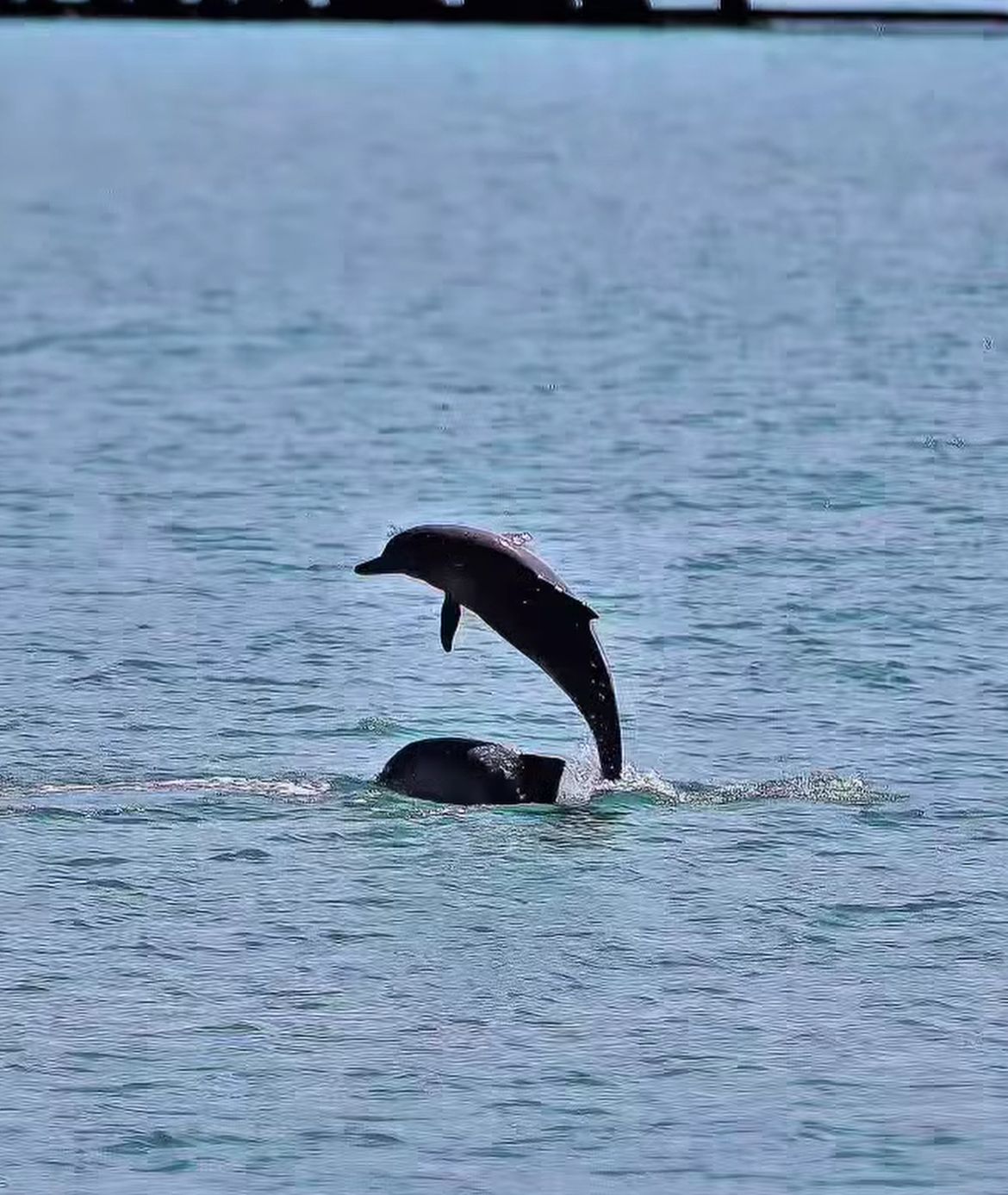 Golfinhos dão “show” e encantam turistas no Porto de Maceió