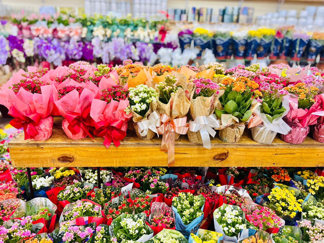Flores ganham espaço no Dia das Mães como símbolos de cuidado diário
