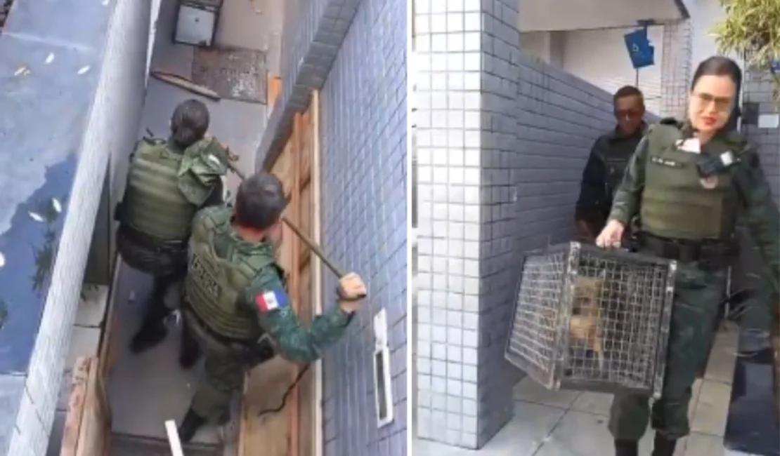 Raposa é resgatada após ficar presa em lixeira na Serraria