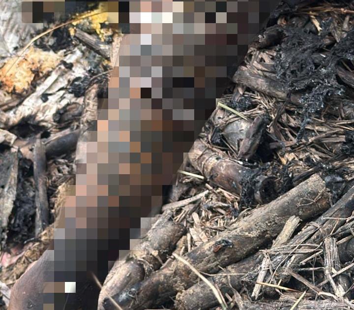 Corpo carbonizado é encontrado em canavial no Cruzeiro do Sul, em Alagoas