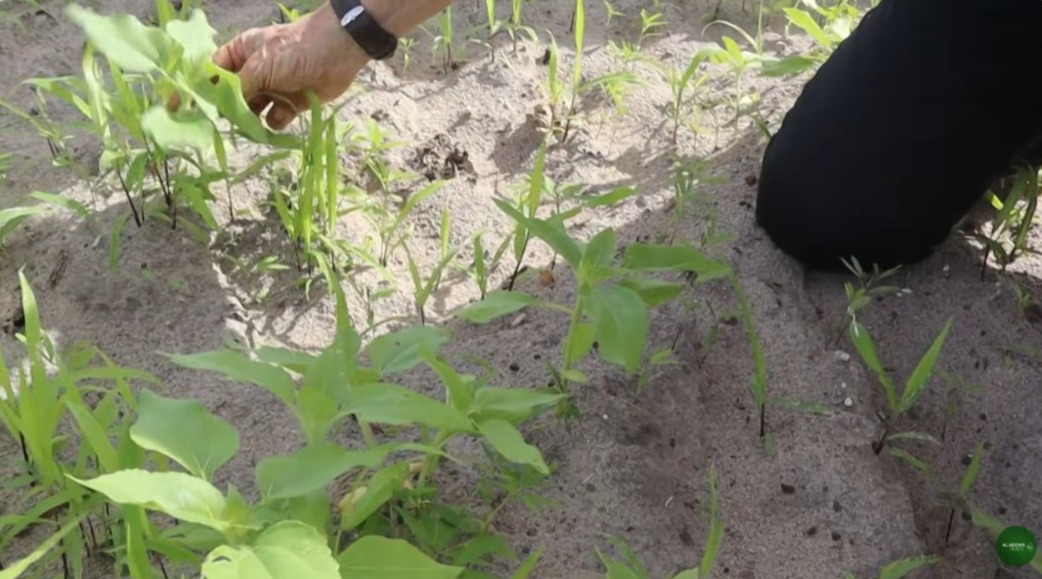 Agricultura regenerativa transforma a produção rural no sul de Alagoas