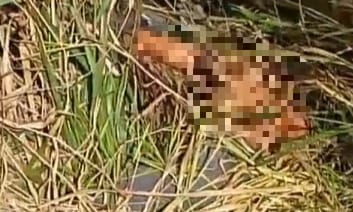 Corpo com sinais de violência é encontrado em córrego em Colônia Leopoldina
