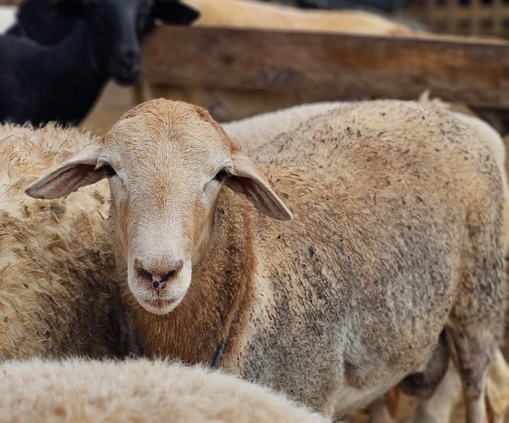 Cooperfal aposta na ovinocultura para produção de cordeiros de qualidade em AL