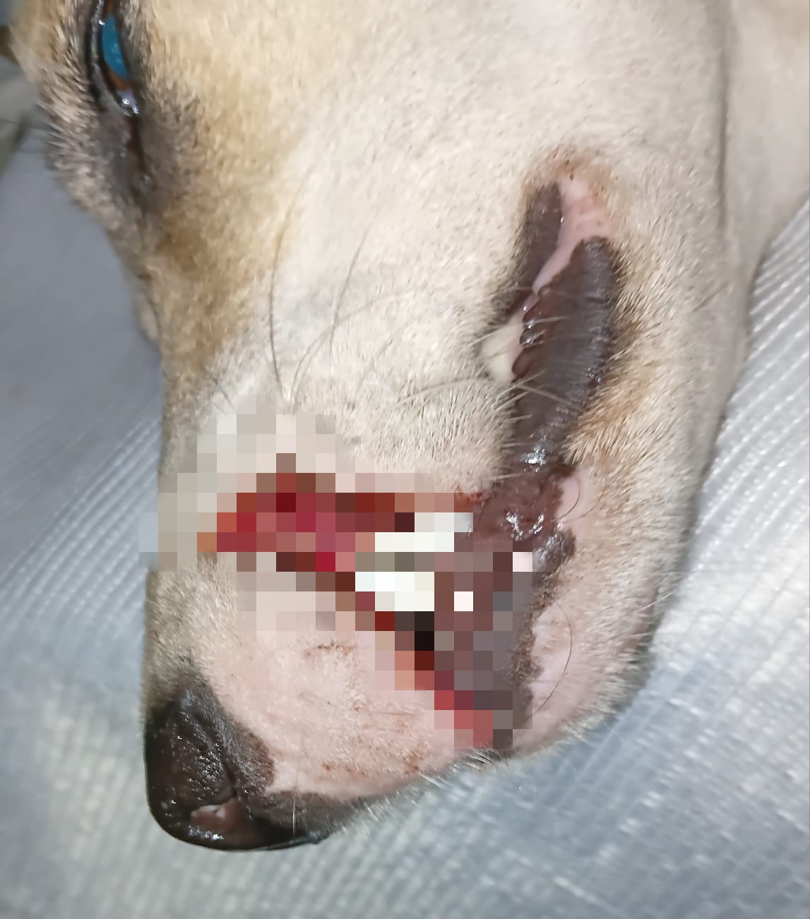 Cães comunitários são vítimas de maus-tratos em São Miguel dos Campos