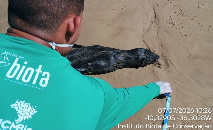 Lobo-marinho é encontrado morto em Feliz Deserto