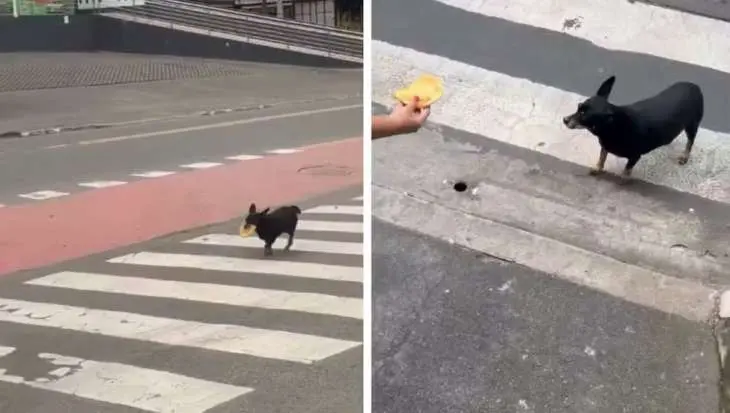 Há cinco anos, cadela busca seu pastel na mesma lanchonete todos os dias