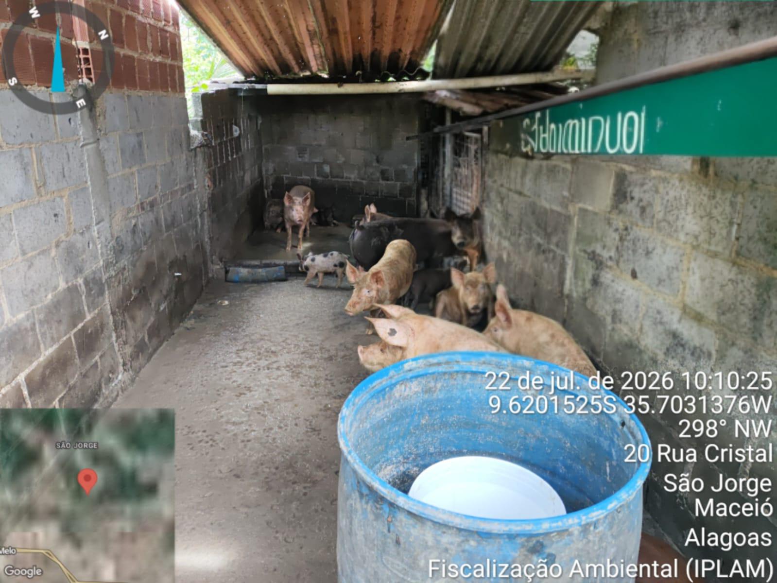 Pocilga é interditada após fiscalização integrada em Maceió