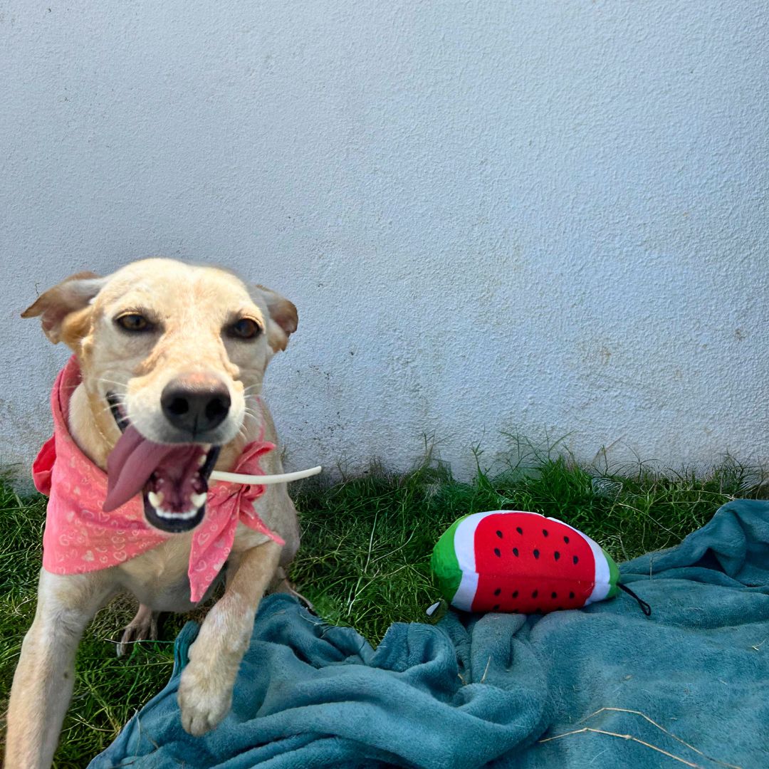 Feira de adoção leva cães e gatos ao Graciliano Ramos neste sábado