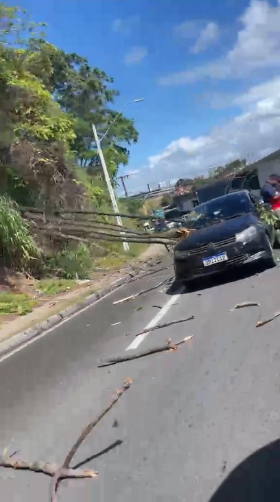 Árvore cai sobre carro e deixa trânsito lento na Leste/Oeste, em Maceió
