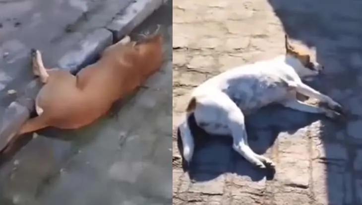 Mais de 30 animais são encontrados mortos em Ouro Branco
