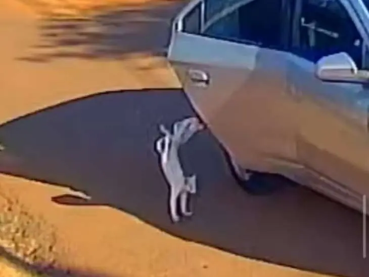 Mãe e filha são presas por abandonar gato que morreu atropelado no Acre