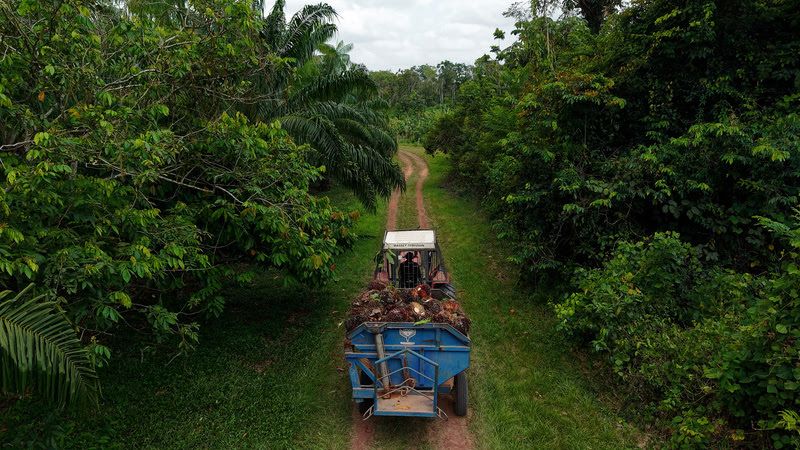 Sistema agroflorestal beneficia famílias e amplia produção sustentável na AM