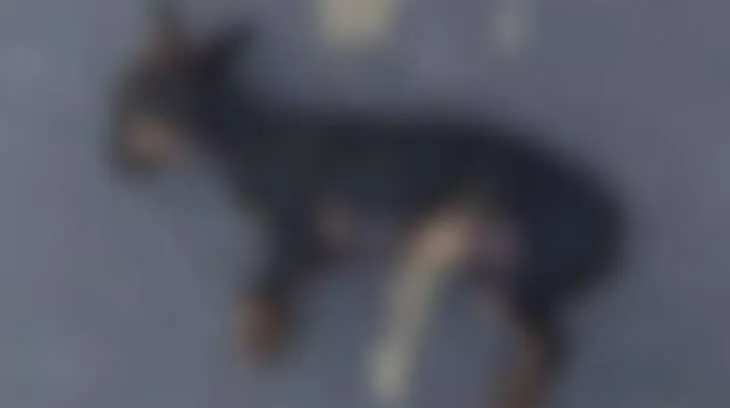 Filho leva cachorro morto por cabo de vassoura à polícia e denuncia o pai