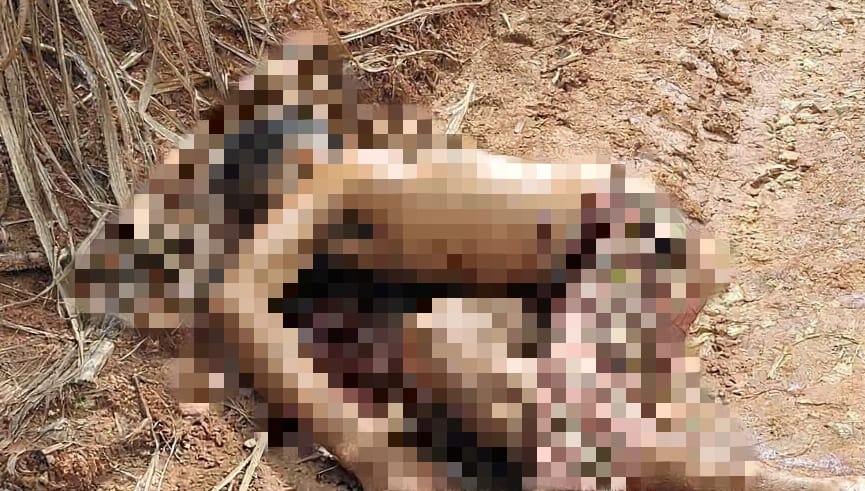 Corpo é encontrado com marcas de tiros em canavial no interior de Alagoas