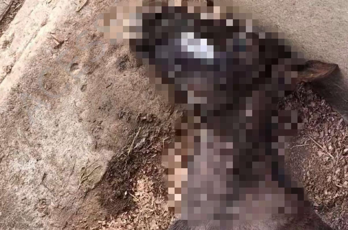 MP denuncia empresa e sócios por mortes de dezenas de cavalos em Atalaia