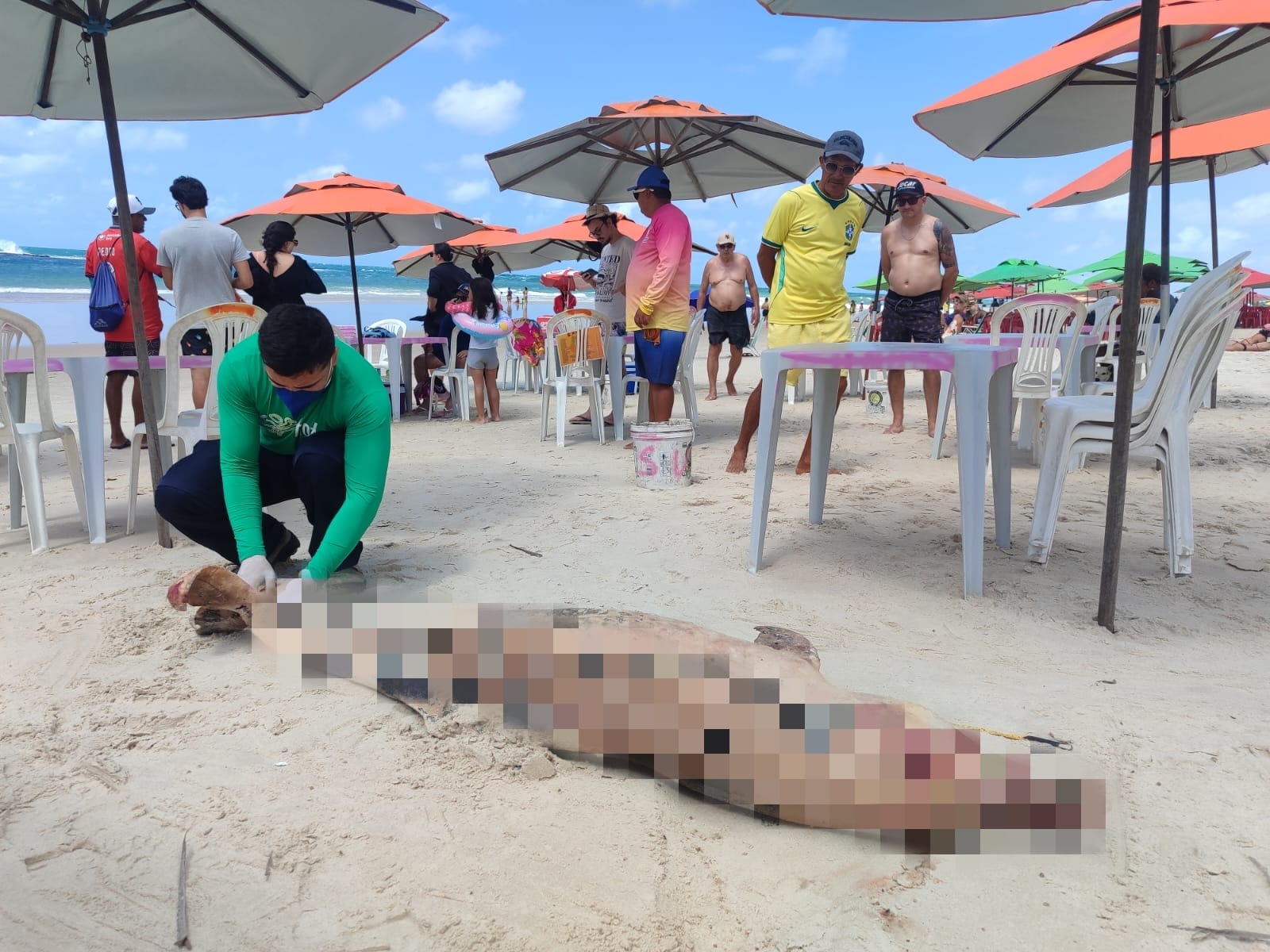 Golfinho é encontrado morto na Praia do Francês, em Marechal