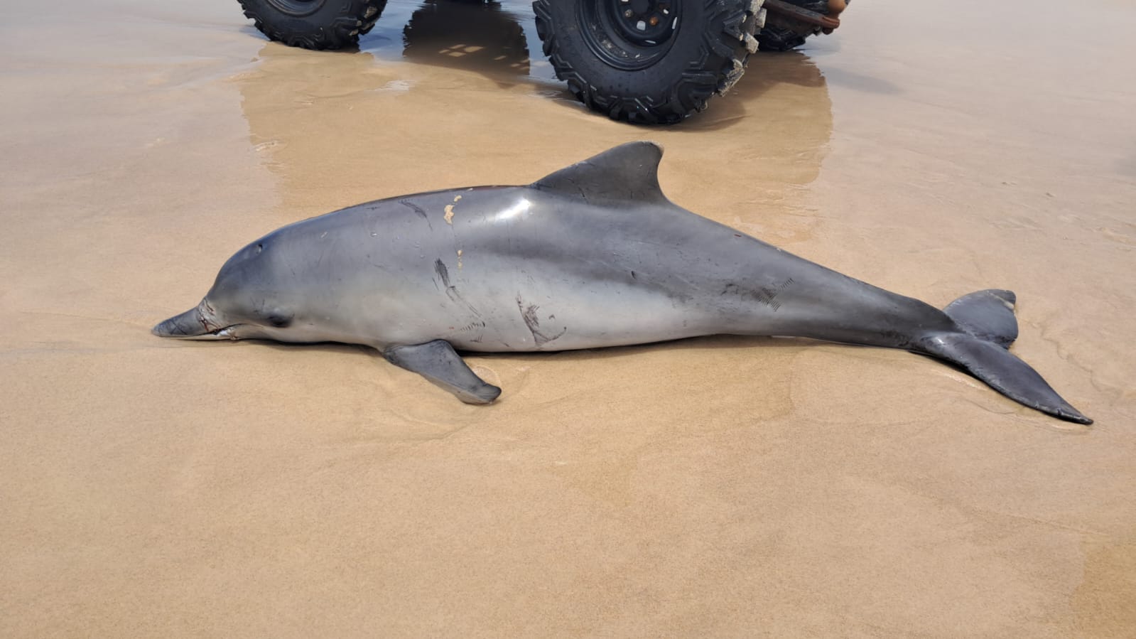 Boto-cinza é encontrado morto com marcas no corpo na Praia do Francês