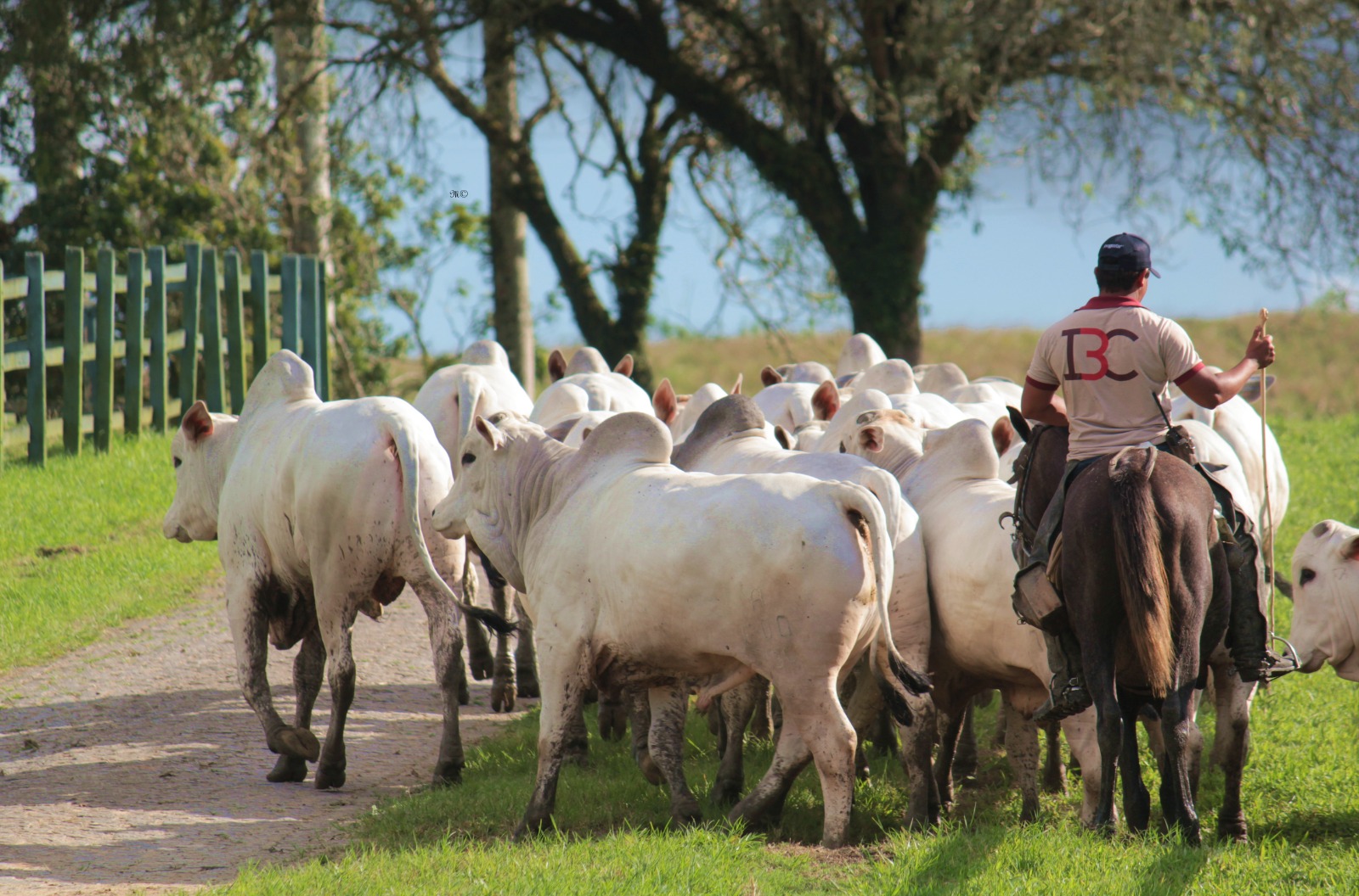 Agrofeira IBC 2026 acontece neste fim de semana, em Chã Preta