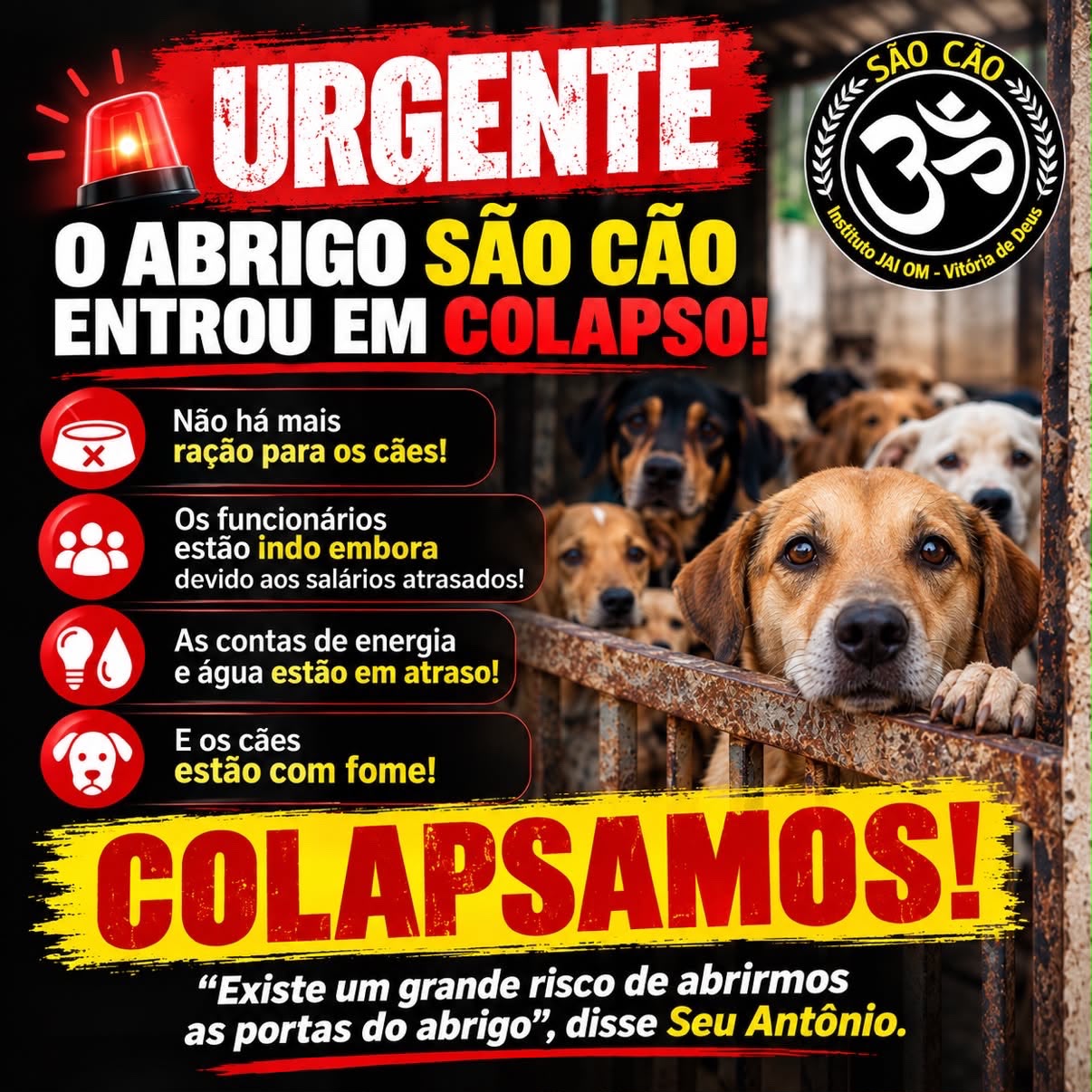 Abrigo São Cão enfrenta falta de ração e pede ajuda para manter animais