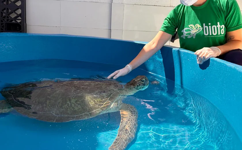 Tartaruga marinha com ferimento na cabeça é resgatada na Lagoa Mundaú