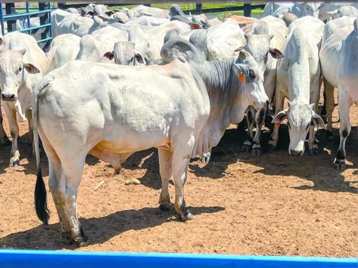 Encorte discute o futuro da pecuária de corte